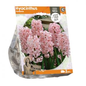 Baltus Hyacinthus Fondante bloembollen per 3 stuks